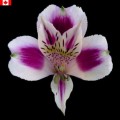 Alstroemeria - Mayfair (bunch of 10 stems)